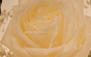 NO  1 -  onnea - valkoinen ruusu