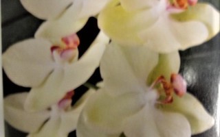 NO 698 -  kukka valkoinen  - MARI LAUKKANEN