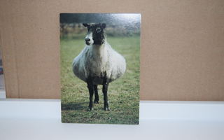 postikortti lammas