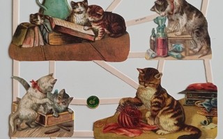 Kiiltokuva-arkki kissat tutkivat