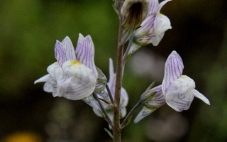 Juovakannusruoho (Linaria repens), siemeniä 50 kpl