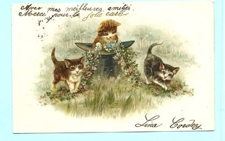 Vanha kortti: Kissanpennut, silinterihattu, 1902