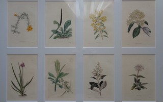 Kasvitieteellinen taulu 1800-luku