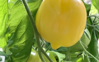 Tomaatti ’Citrina’ siemeniä