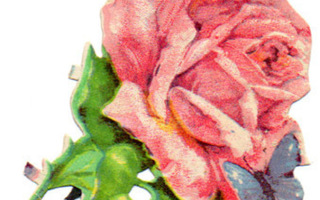 WANHA / Ihana vaaleanpunainen ruusu ja perhonen. 1900-l.