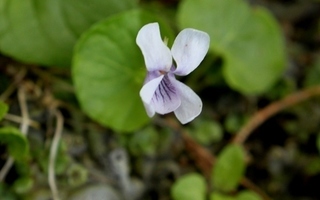 Suo-orvokki (Viola Viola palustris), siemeniä 30 kpl