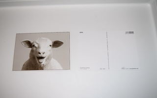 postikortti naurava lammas