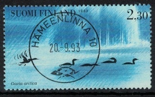 Vesilintuja, 1993, Kuikat, loistoleimattu