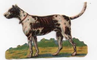 WANHA / Pitkähäntäinen laikukas koira. 1900-l.