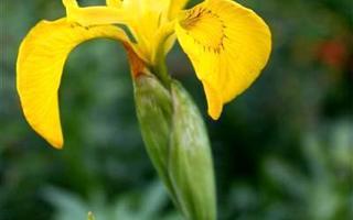 Keltakurjenmiekka (Iris pseudacorus), siemeniä 50 kpl