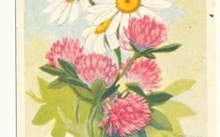 U MAASIO -Kesäinen kukkakimppu - vanha kortti