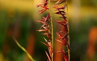 Isohelmikkä (Melica altissima), siemeniä 40 kpl