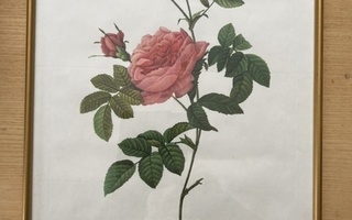 Romanttinen ruusutaulu