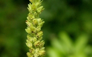 Tähkäkeijunkukka (Heuchera cylindrica), siemeniä 100 kpl