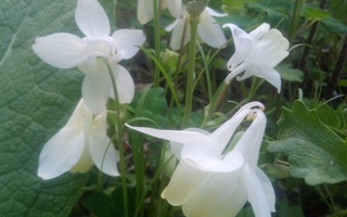 Japaninakileija 'White Angel', siemeniä (A. flabellata)