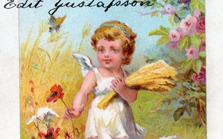 Vanha postikortti- pikku enkeli poimii kukkia