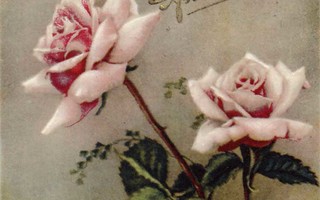 RUUSU / Suloiset vaaleanpunaiset ruusut. 1950-l.