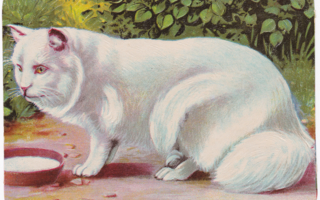 Antiikki Valkoinen Kissa Iso Kiiltokuva
