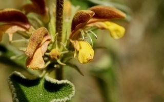 Phlomis leucophracta (Phlomis leucophracta), siemeniä 30 kpl