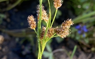 Nurmipiippo (Luzula multiflora), siemeniä 50 kpl
