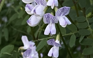 Metsävirvilä (Ervilia sylvatica), siemeniä 50 kpl