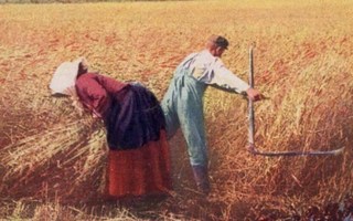 RAKKAUS / Nainen ja mies puimassa viljaa pellolta. 1920-l.