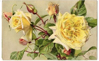 RUUSU / Ihanat suuret romanttiset keltaiset ruusut. 1900-l.