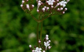 "Italianvirmajuuri" (Valeriana dioscoridis), siemeniä 30 kpl