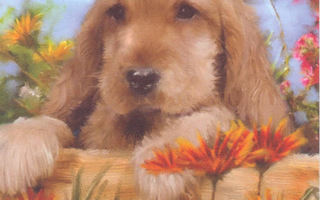 Ruskea koira, kukat