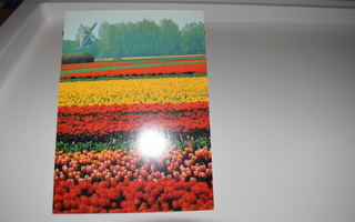 postikortti (A) tulppaani tuulimylly