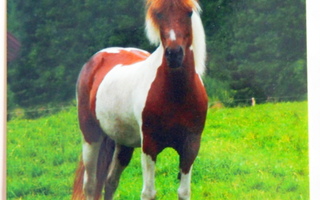 Soma Heppa/hevonen