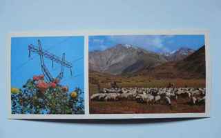 Tadžikistan: Ruusut & lampaat laitumella #976