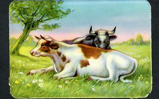 EAS 3011 - Nelkku - Lehmät - 1950-luvulta!!!