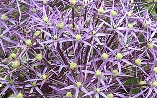 Tähtilaukka (Allium christophii), siemeniä 50 kpl