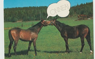 Kultapossukerho: Kaksi hevosta laitumella