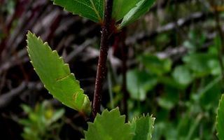 Amerikanpensaskoivu (Betula pumila), siemeniä 50 kpl