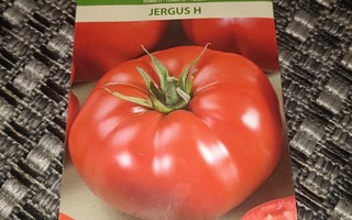 Tomaatti "Jergus H" 10+ siementä