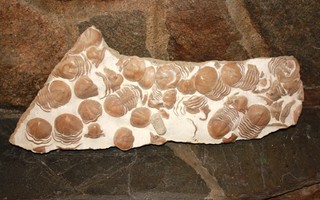 Fossiili / Trilobite Fossile ( Big Size )
