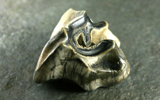 Sarvikuono fossiili hammas 66mm upea kappale Java Indonesia