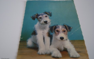 Kulkenut saksalainen kortti, kuva-aihe koirat, vuosi 1963
