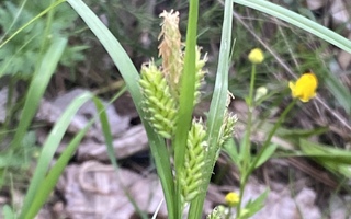 Kalvassara (Carex pallescens), siemeniä 50 kpl