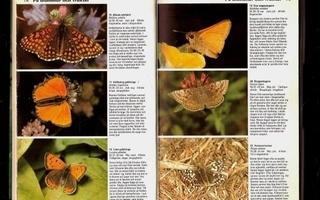 Småkryp: Fjärilar, sländor, skalbaggar, snäckor mm