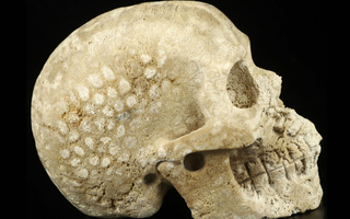 Merirosvo henki kallo 24 cm fossiilisoitunut koralli veistos