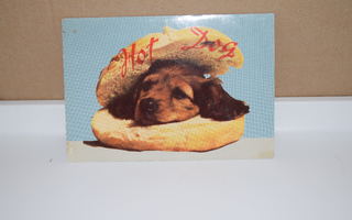 postikortti  (T)  koira hot dog