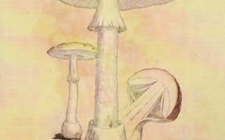 Punahattuinen sieni