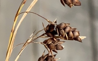 Riippasara (Carex paupercula), siemeniä 40 kpl