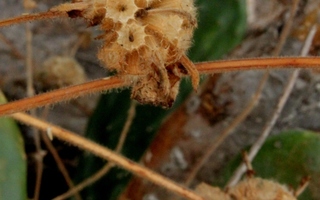 Valkohurtanminttu (Marrubium vulgare), siemeniä 30 kpl
