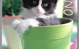 Kissa kukkaruukussa - käyttämätön kissakortti