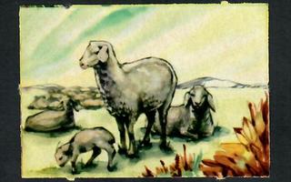 EO 5703 - Nelkku - Lammas ja perhe - Agathon!!!