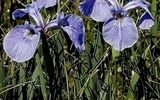 Kanadankurjenmiekka (Iris hookeri), siemeniä 50 kpl